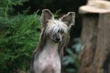 CHIEN NU CHINOIS 221